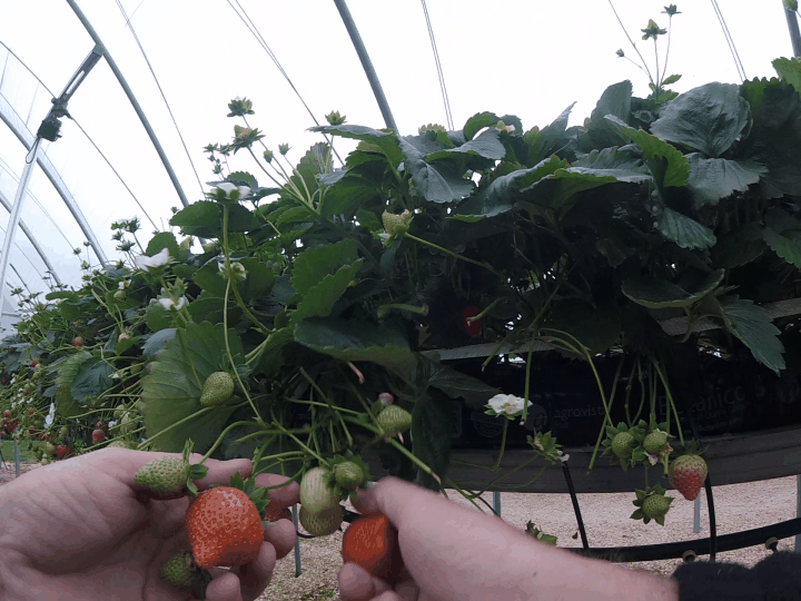 strawberry_picking_src